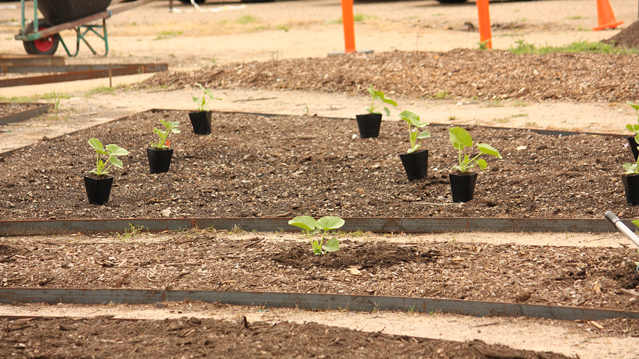 Small plants on site