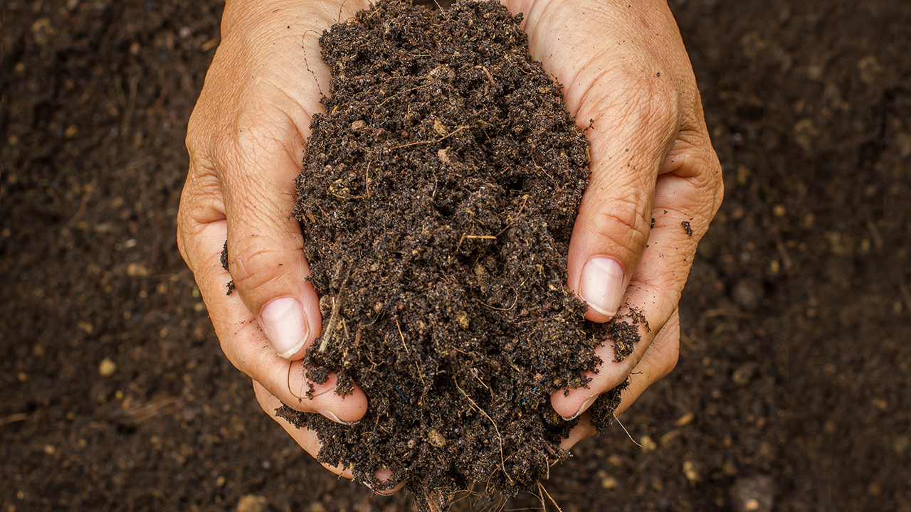Hand cupping soil