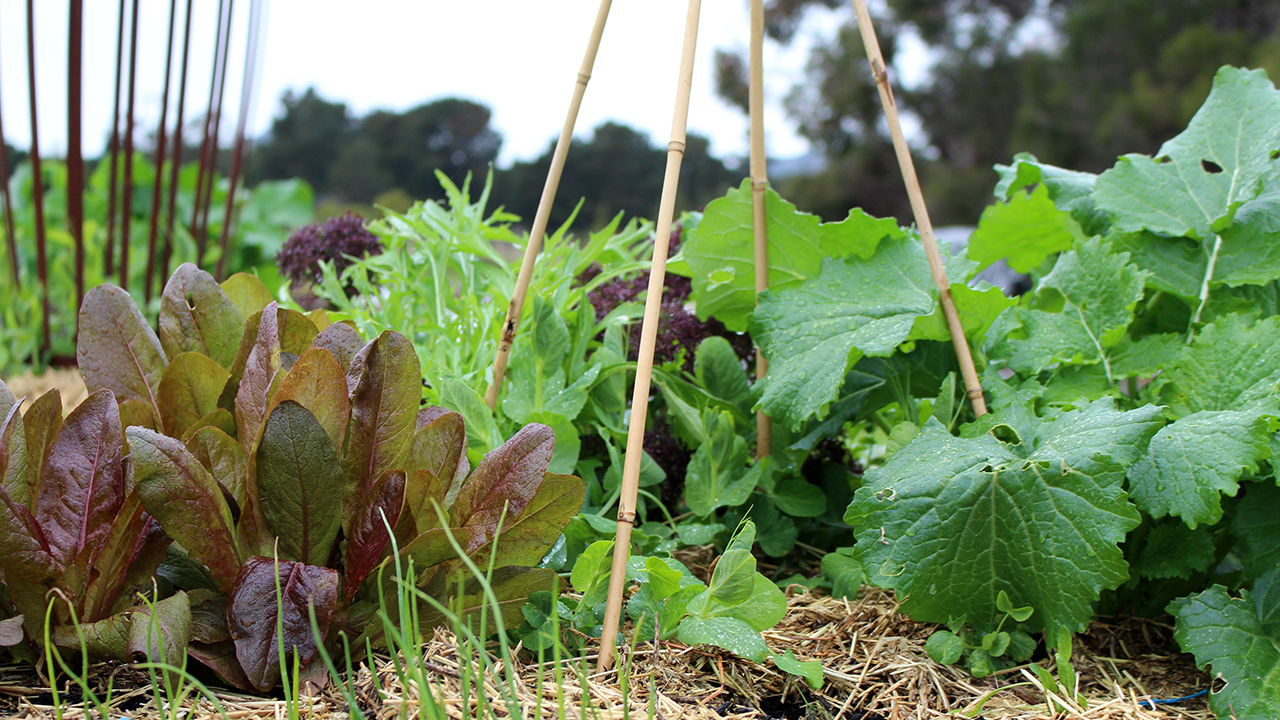 Plants on the ground