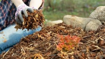 Man holding mulch