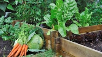 Carrot Cabbages and other plants