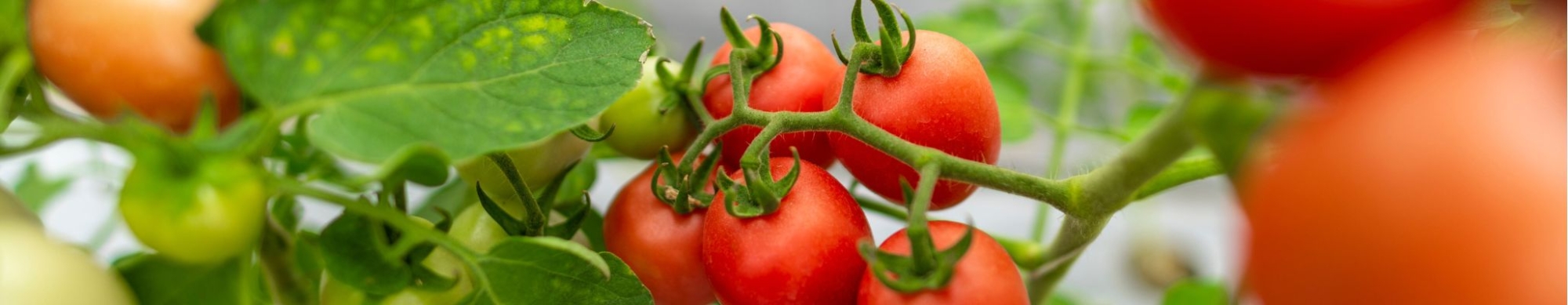 Tomato on vine
