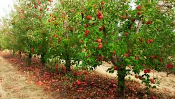 Line of apple trees