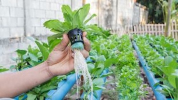 Guy holding plant with roots