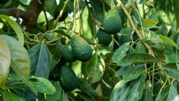 Avocado