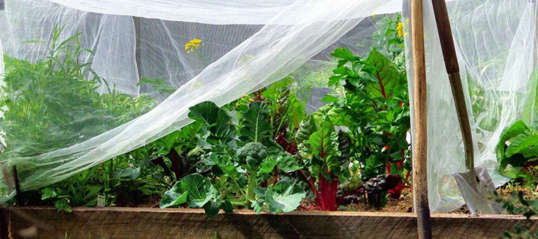 Pest netting on garden bed