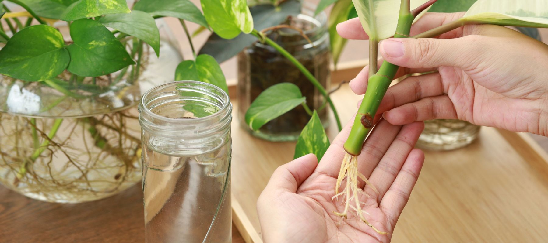 plant cuttings and propagation