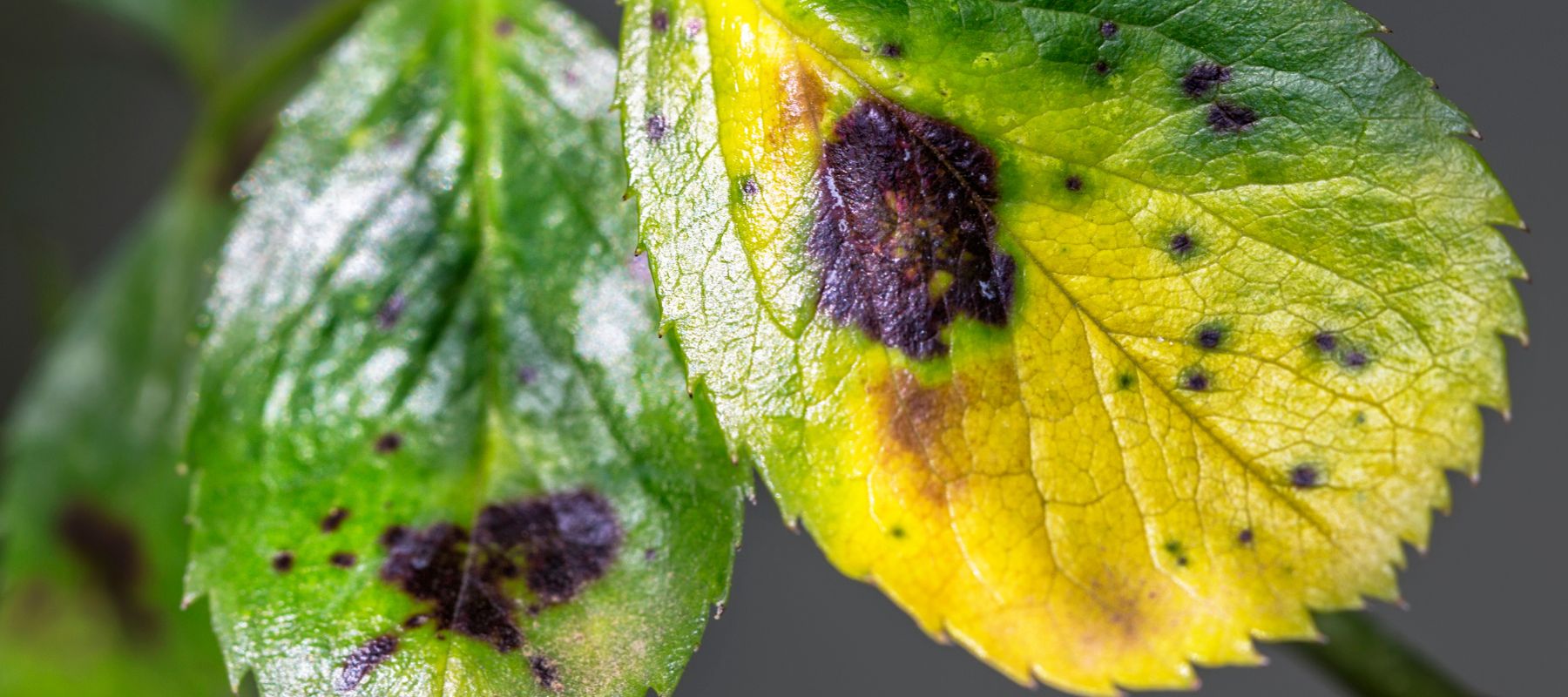 A plant leaf with a disease