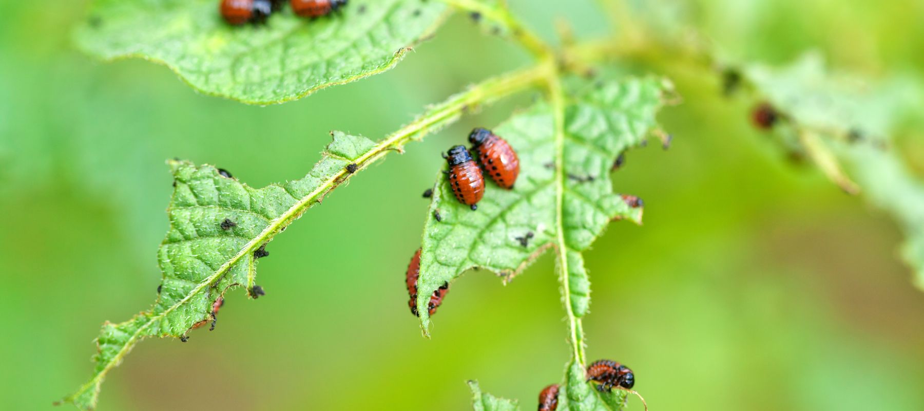 Pant leaf with pests