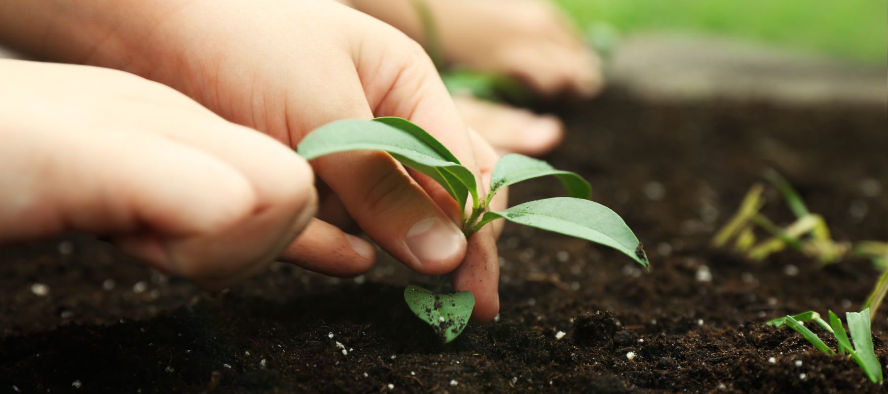 planting a seeding plant