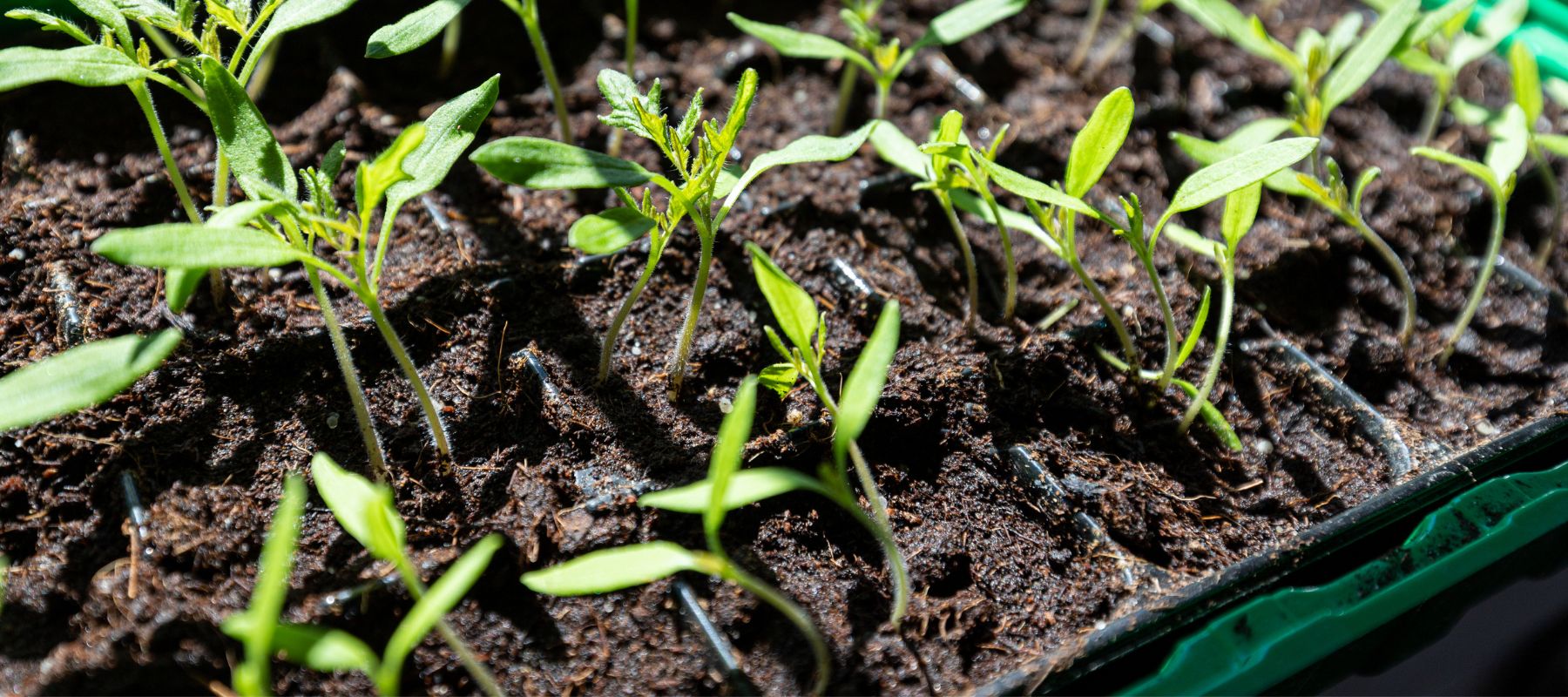 Seedings in a propagation tray