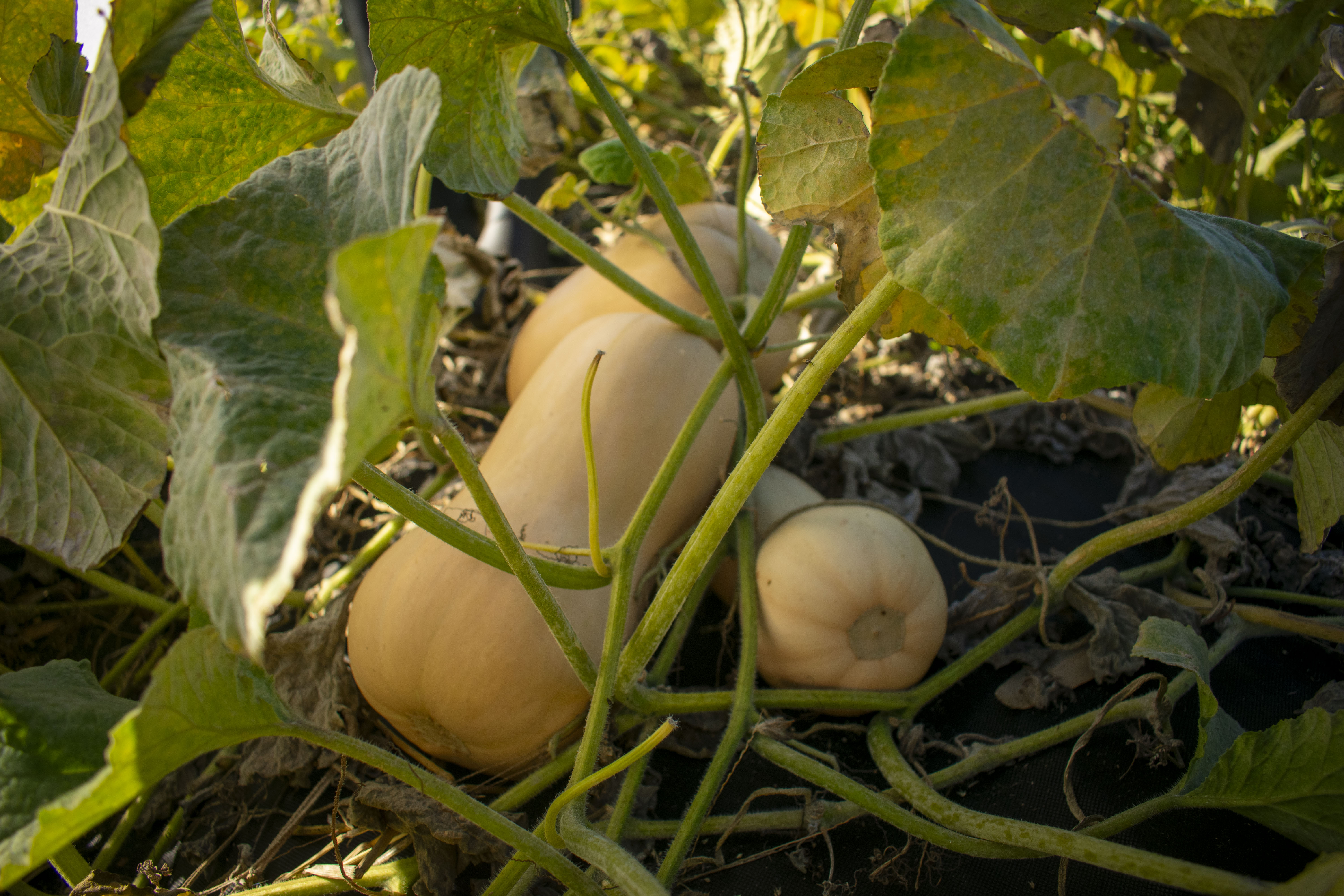 A Shane's Butternut pumpkin plant