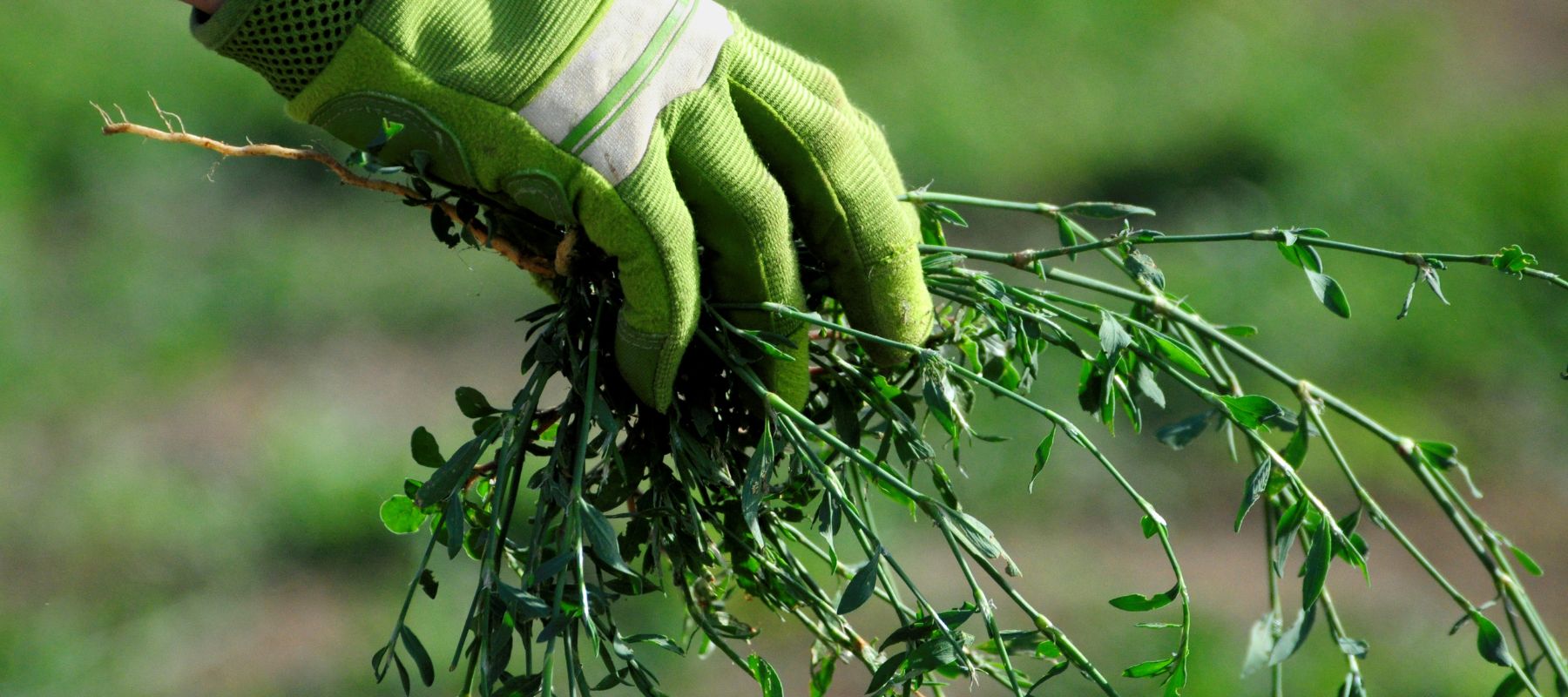 Hand holding a garden weed