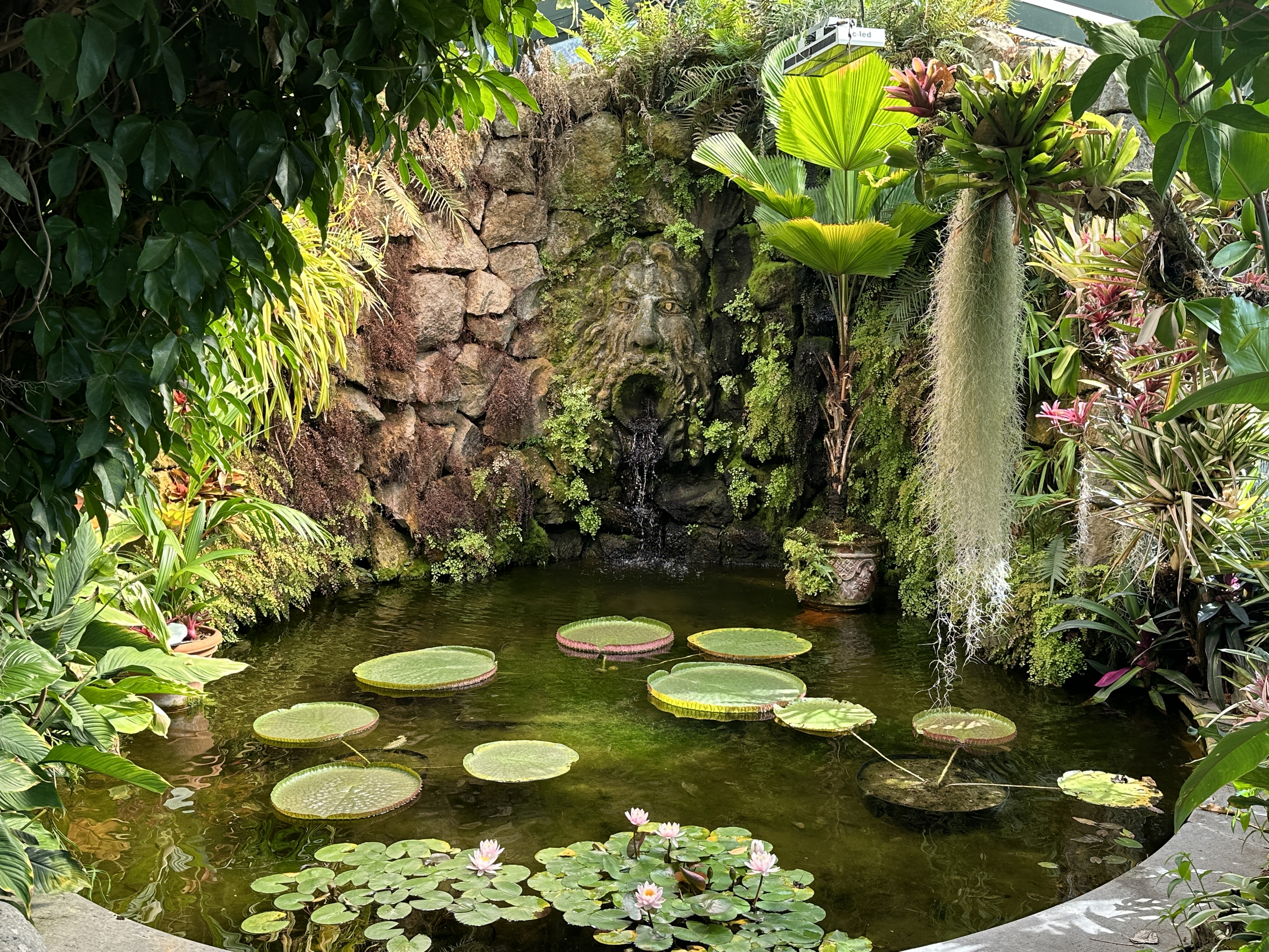 Amazon lily on the pond at Giardini La Mortella. 