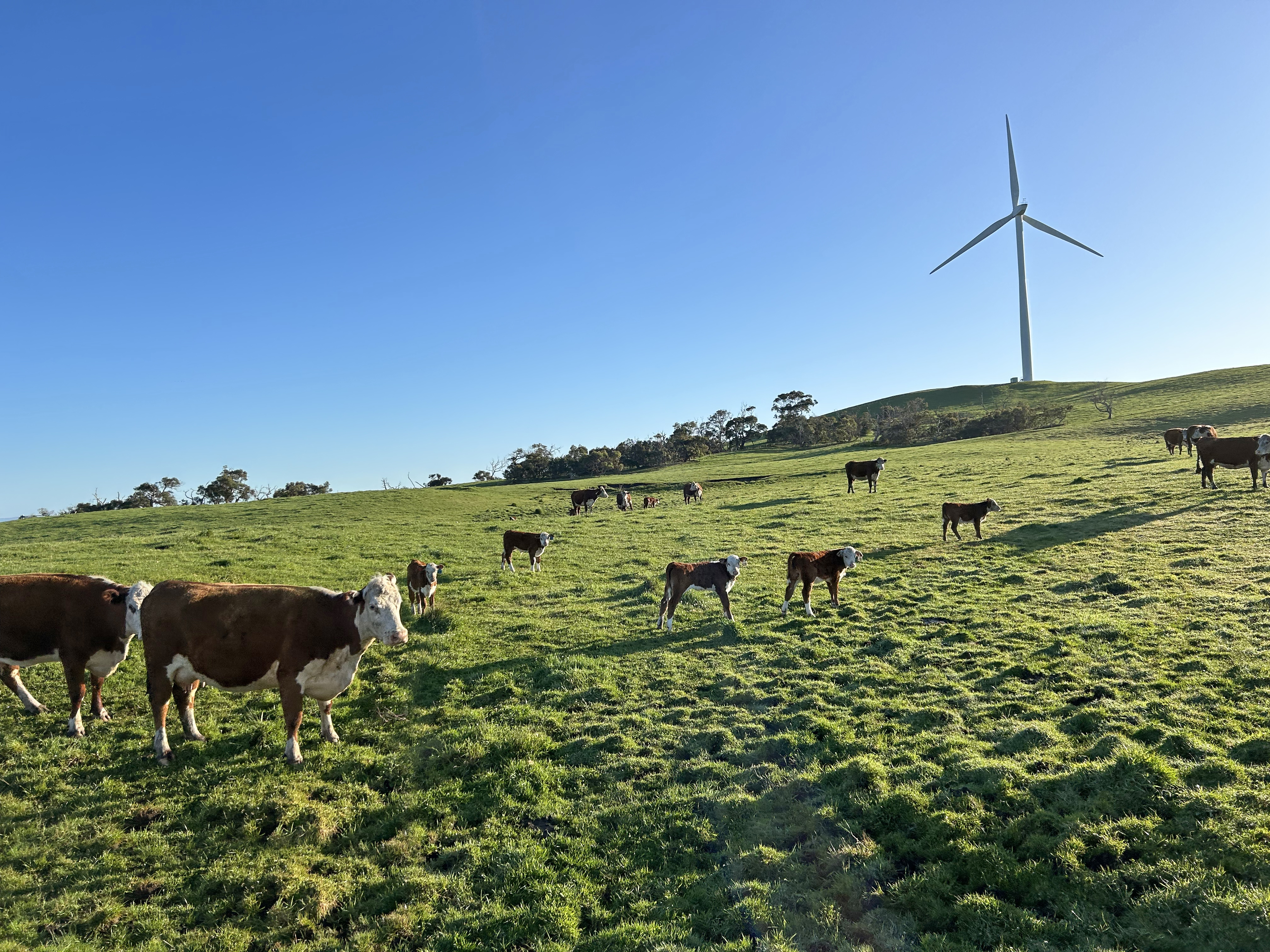 A grassy hill with some cows and a wind turbine.