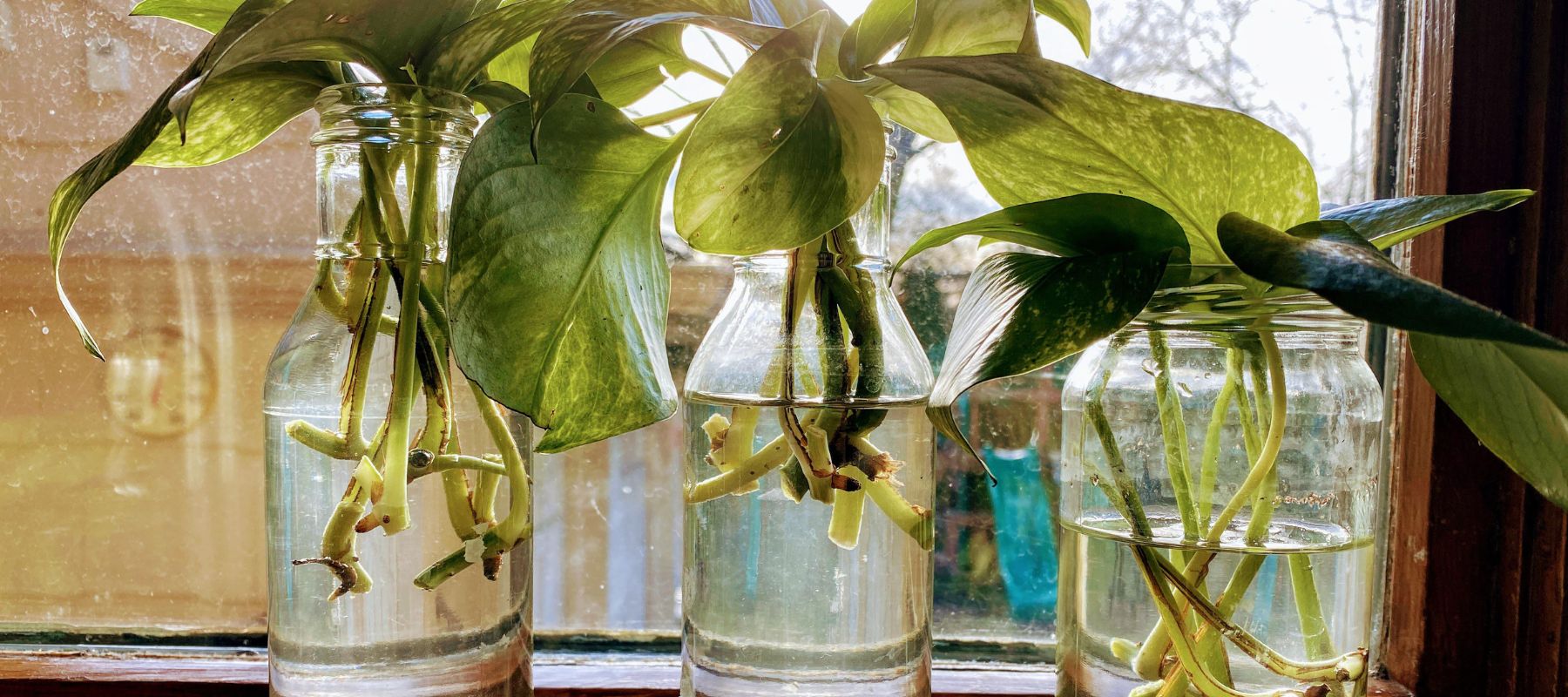 plant cuttings and propagation