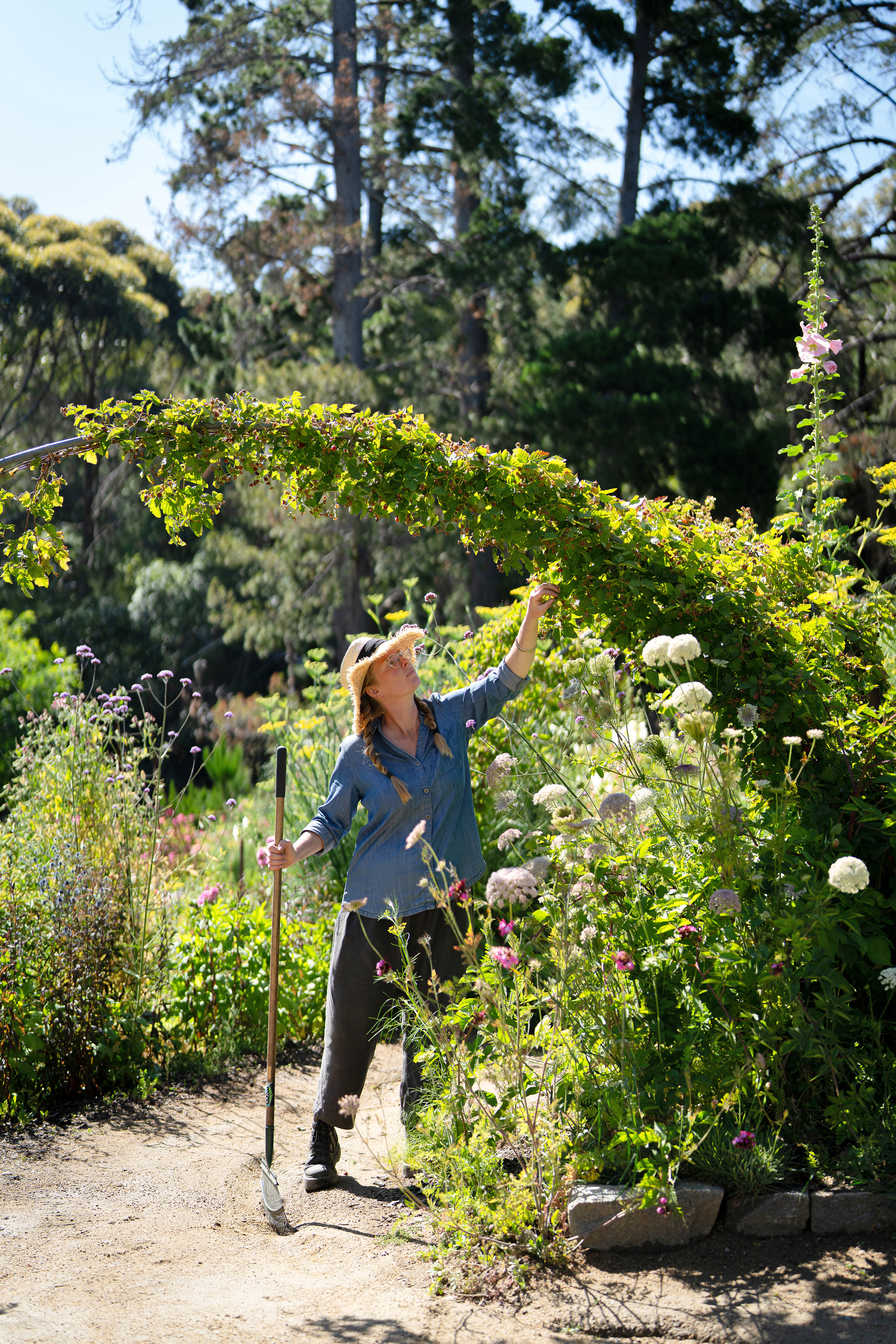 Sarah picks from the berry arch