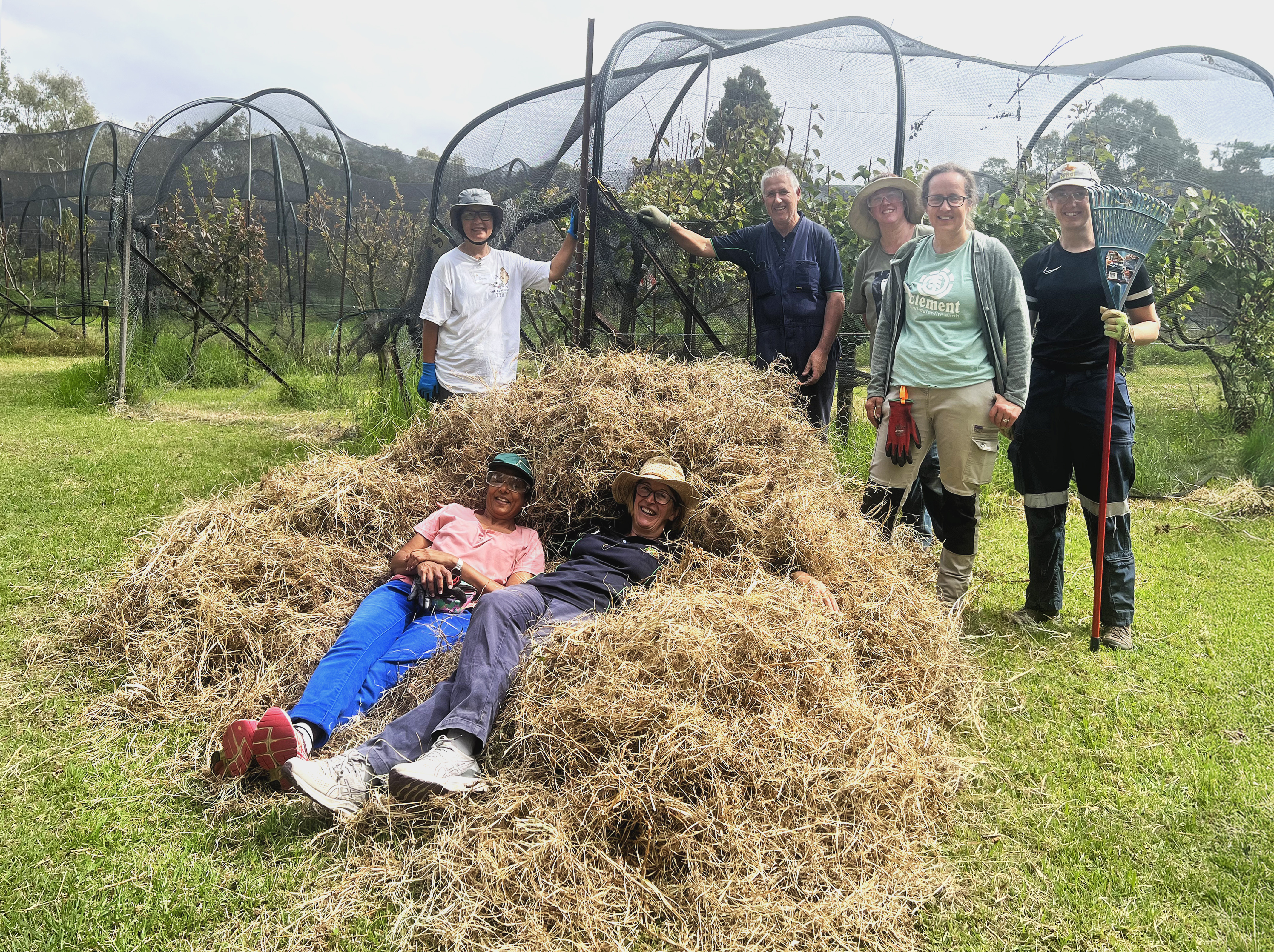 Orchard workers relax on a straw pile