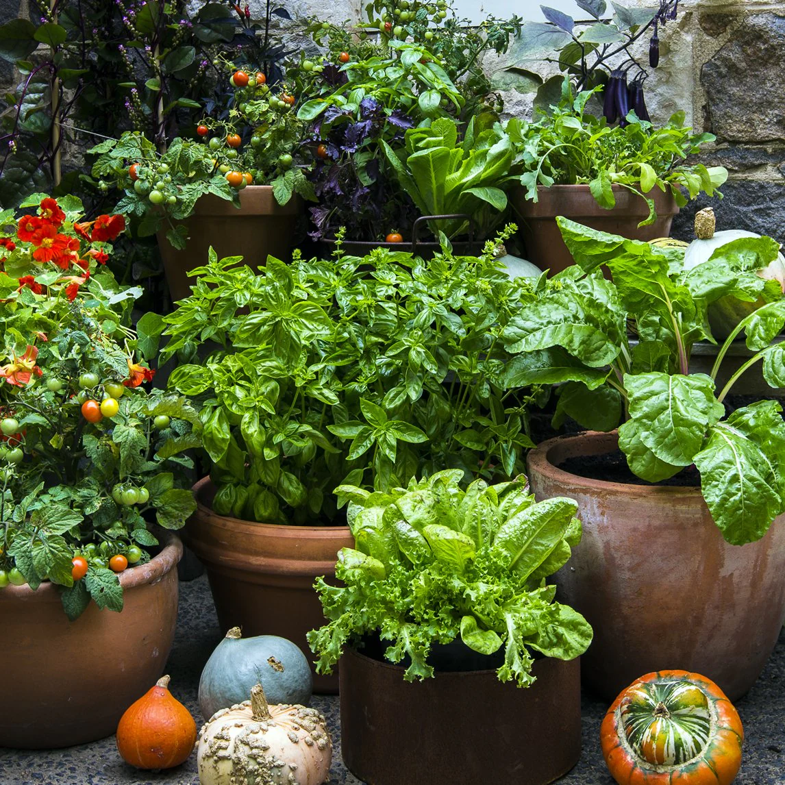 Pots of green plants