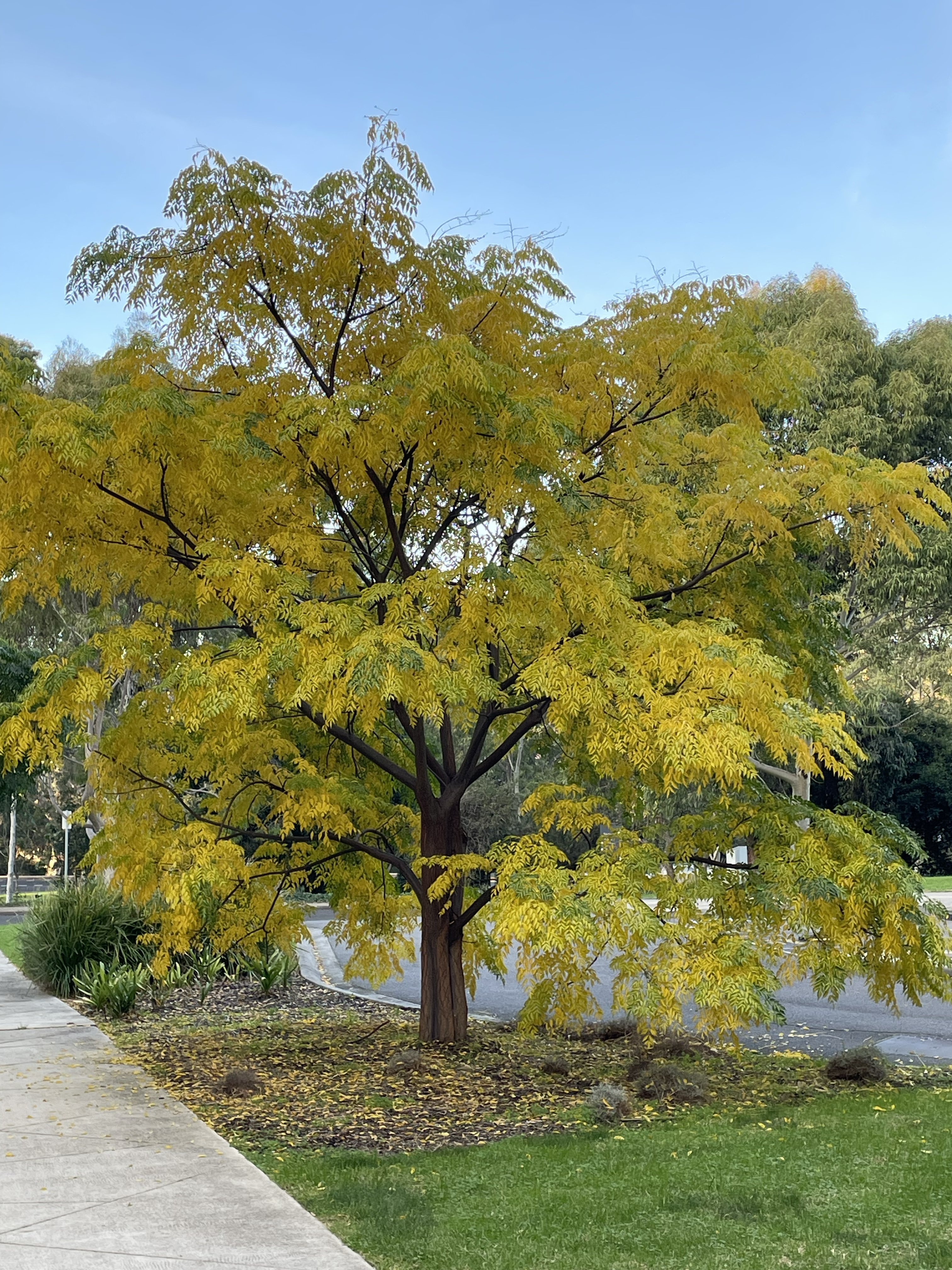 White cedar tree