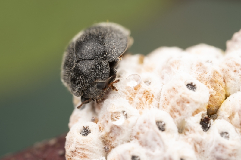 OMLGV Gum Tree Ladybird 