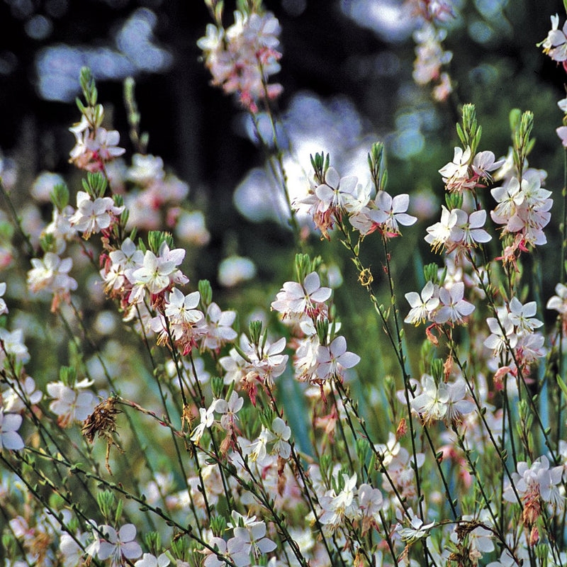 gaura-summer-breeze-plant