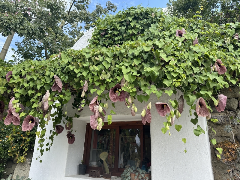 A vine  covers a white building in a garden