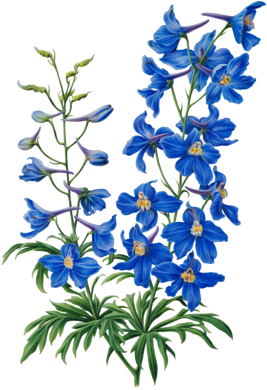 An illustration of Delphinium 'Blue Sensation'