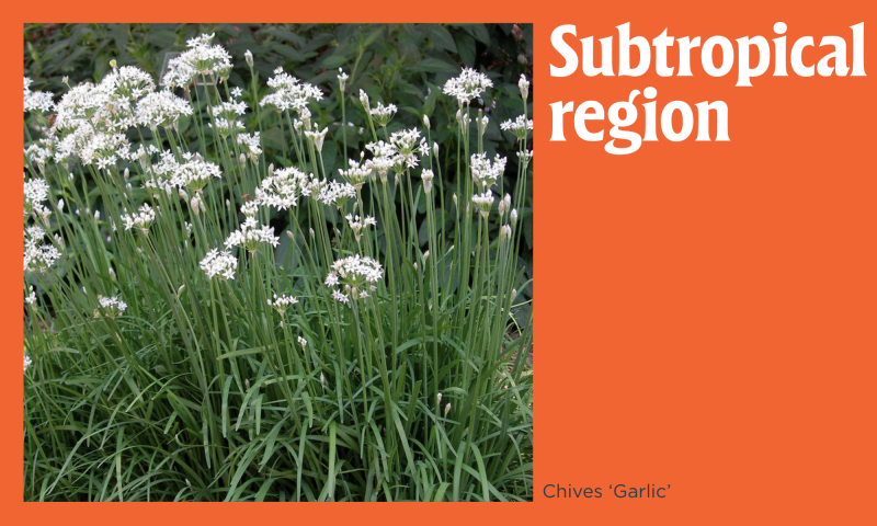 Chives on a dark orange background with the text 'Subtropical region'