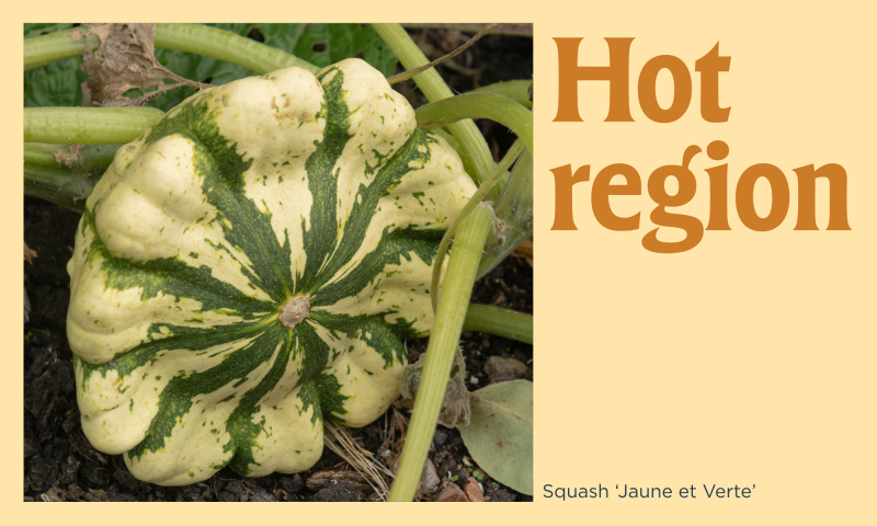 A squash on a yellow background with the text 'Hot region'