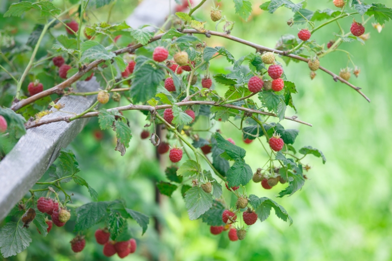Red berries growing on a trellis