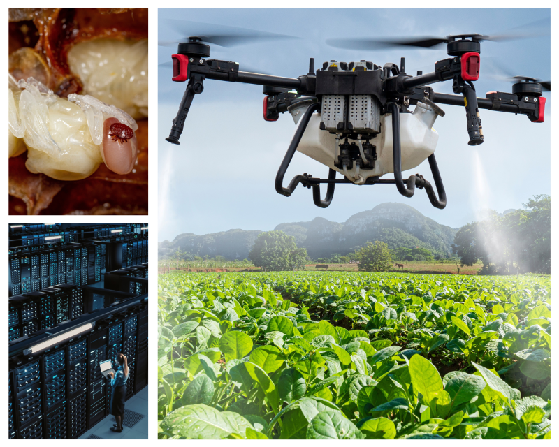 A collage of images: a Varroa mite, a drone spraying vegetables, and an AI data centre.