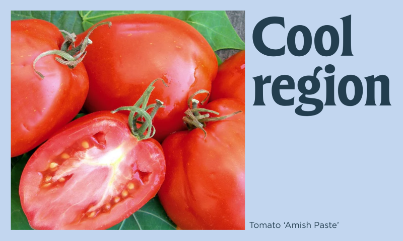 Some tomatoes on a blue background with the text "Cool region"