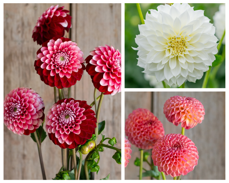 A collage of three varieties of dahlia: Little Peaches, Cosmic Romance and Whipped Cream