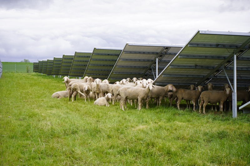 A flock of sheep huddle under rows of solar panels