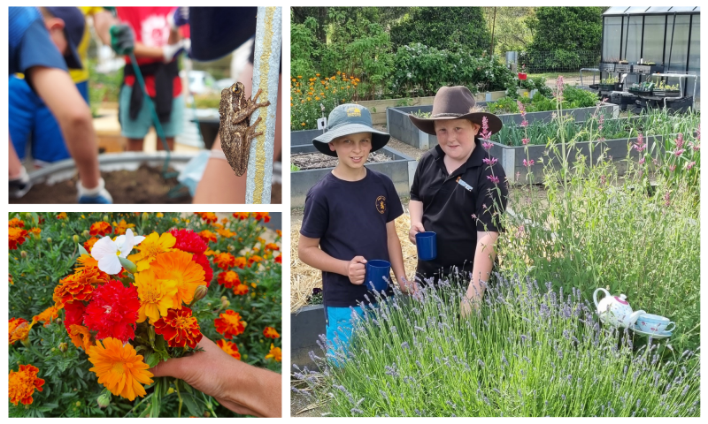 A collage of images including a frog, a bunch of orange and red flowers, and two children in a garden