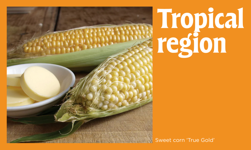 Corn on an orange background with the text "Tropical region"