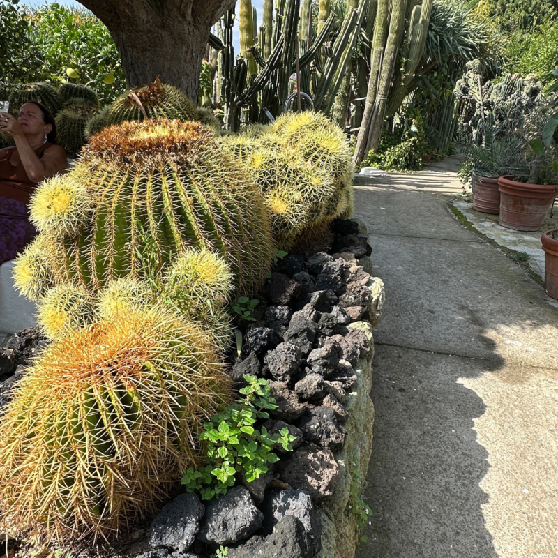 Barrel cacti