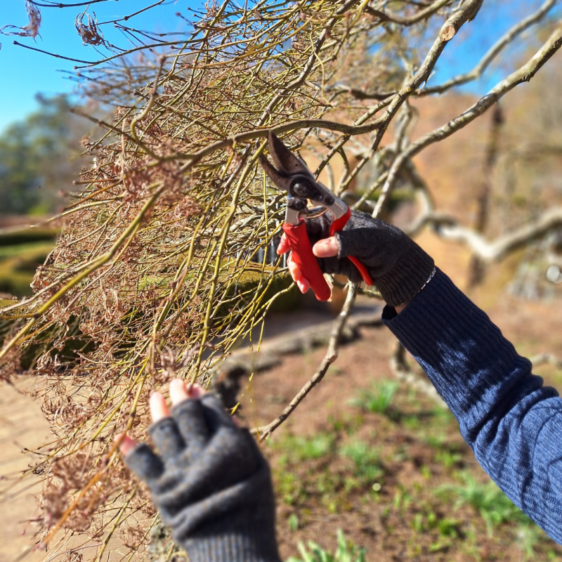 Two hands prune a maple tree