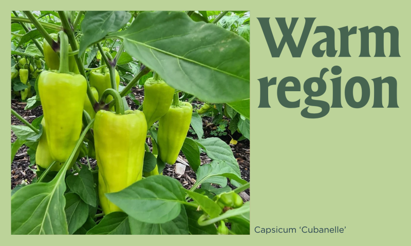 Capsicums on a green background with the text 'Warm region'