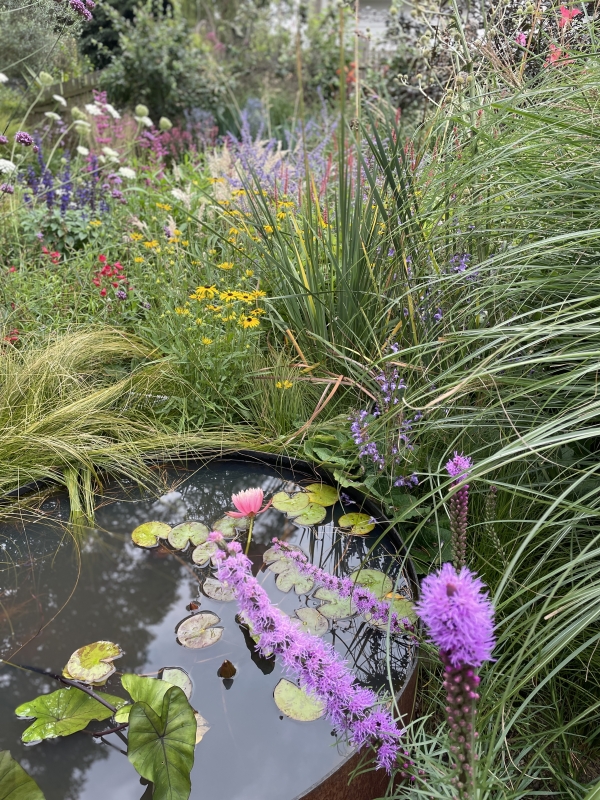 A pond