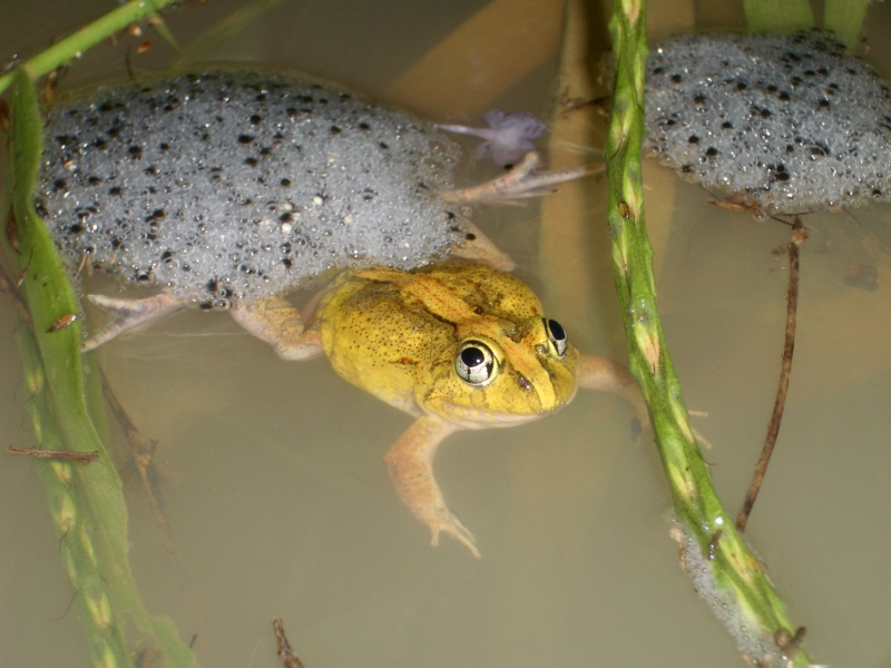 Frog in a pond