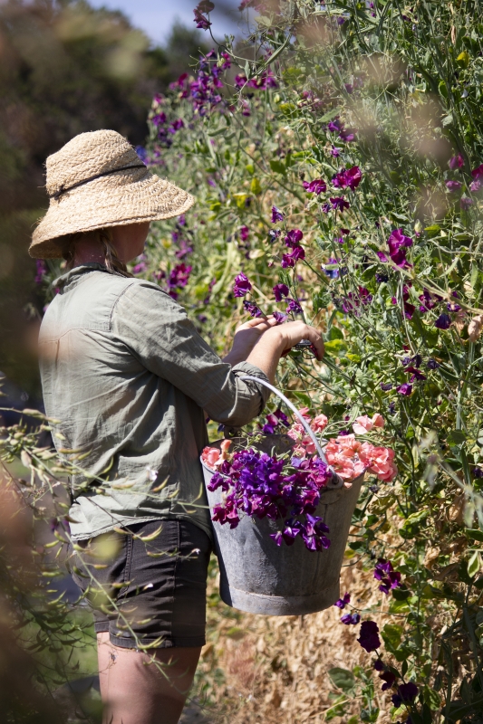 Sarah picking sweet peas