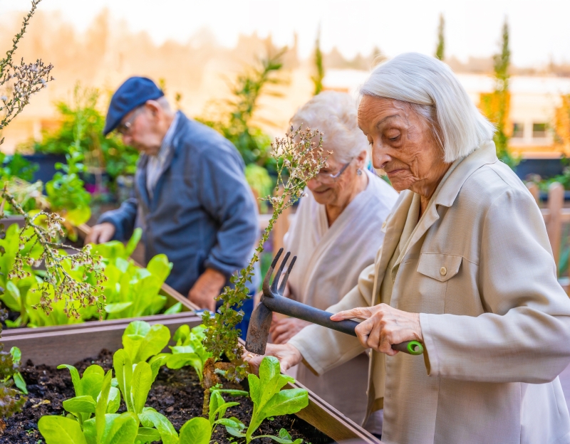 An elderly woman gardens