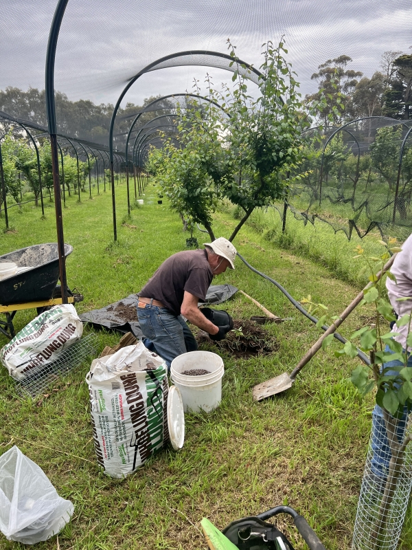 A volunteer works at an orchard