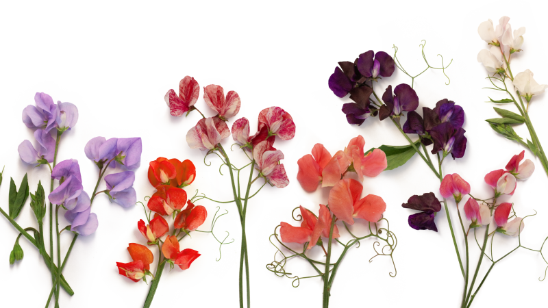 A range of sweet peas laid out