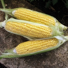 sweet-corn-breakthrough
