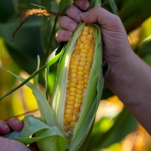 Corn - Shelia O'Reilly