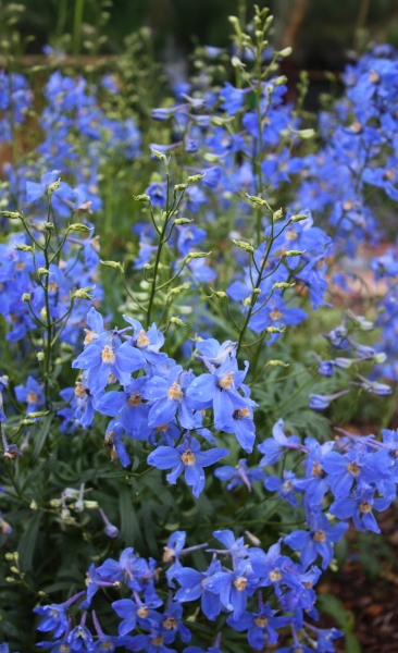 Delphinium 'Blue Senstation'