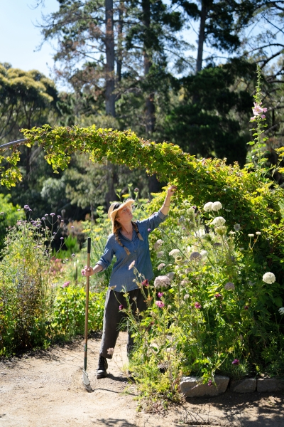 Sarah picks from the berry arch